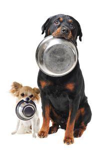 Pienso Online Pienso Online